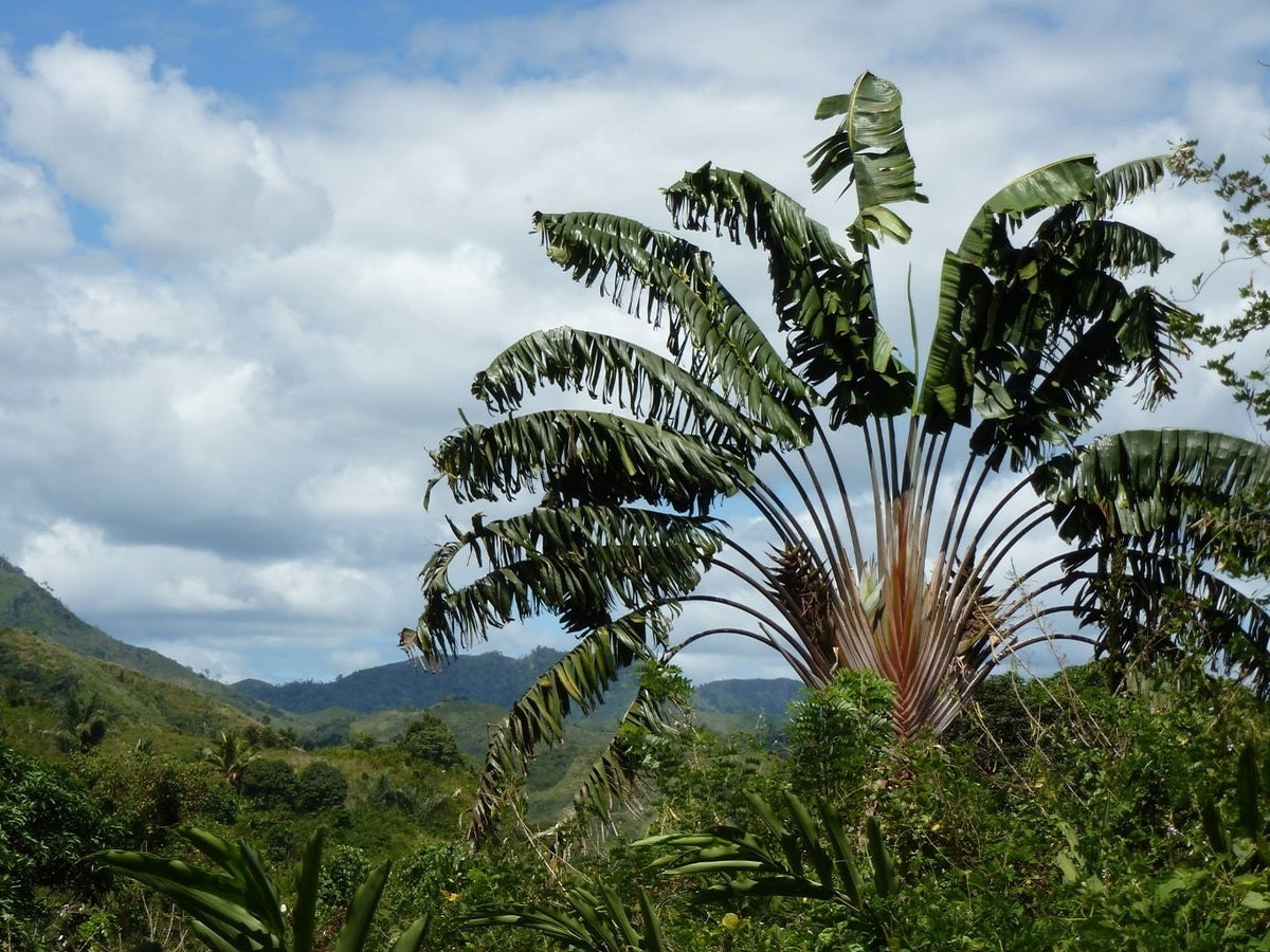 Stort flot træ af Rejsendes træ (Ravenala madagascariensis subsp. honkondambo) 