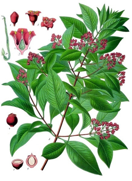 Botanisk tegning af Sandeltræ (Santalum album)