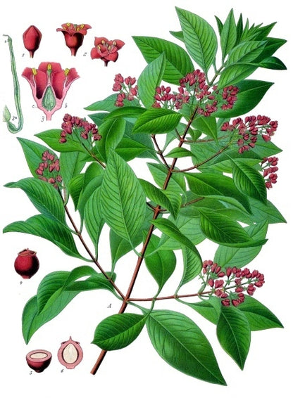 Botanisk tegning af Sandeltræ (Santalum album)