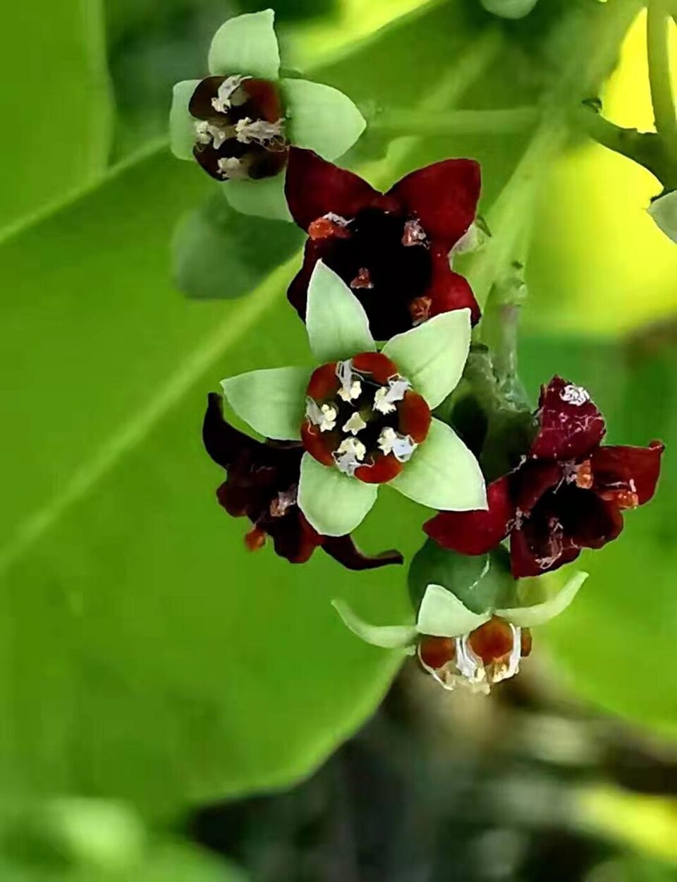 De smukke blomster af Sandeltræ (Santalum album)