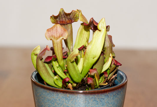 Lille plante af fluetrompet (Sarracenia Maroon) i en fin blå potte