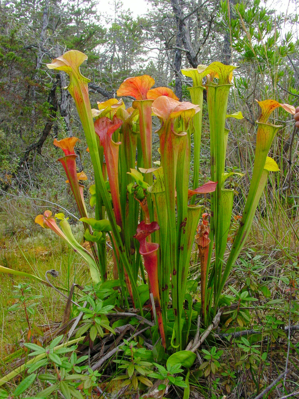 Flot eksemplar af Grøn Fluetrompet (Sarracenia oreophila)