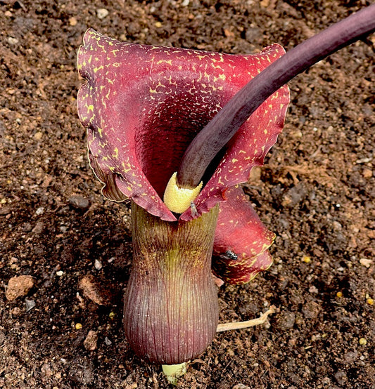 Blomsten af Voodoolilje "Indisk Kæmpe" (Sauromatum venosum)