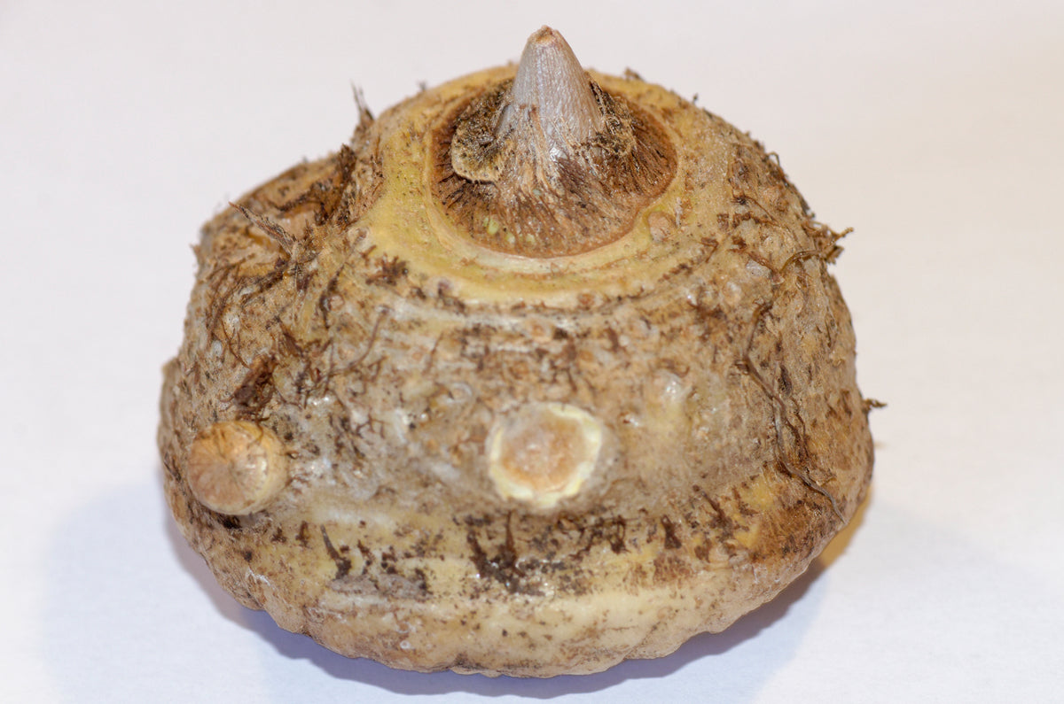 Voodoolilje (Sauromatum venosum) knold
