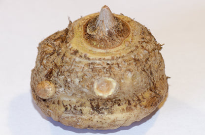 Voodoolilje (Sauromatum venosum) knold