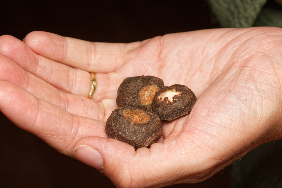 Små knolde af Voodoolilje (Sauromatum venosum)