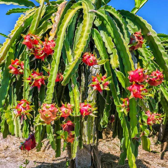 Stort flot eksemplar af Rød Dragefrugt (Hylocereus costaricensis)