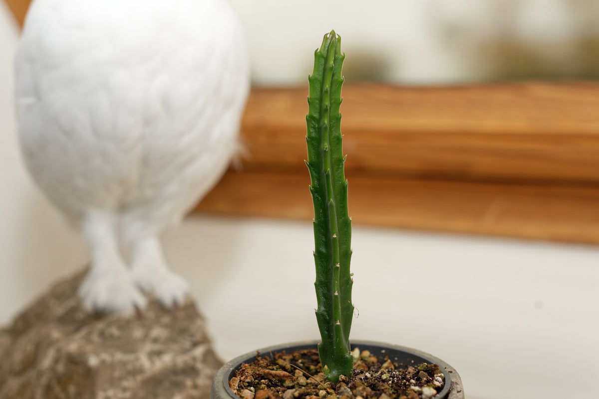 Kæmpe ordensstjerne (Stapelia gigantea) stikling i en vindueskarm