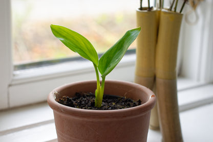 Frøplante af Smalbladet Paradisfugleblomst (Strelitzia parvifolia)