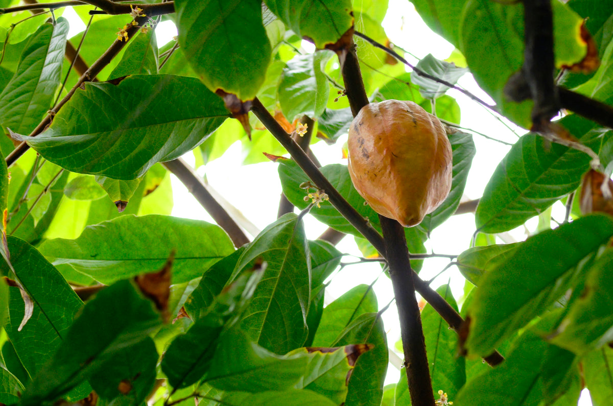 En enkelt kakaofrugt siddende på stammen af et Kakaotræ (Theobroma cacao)