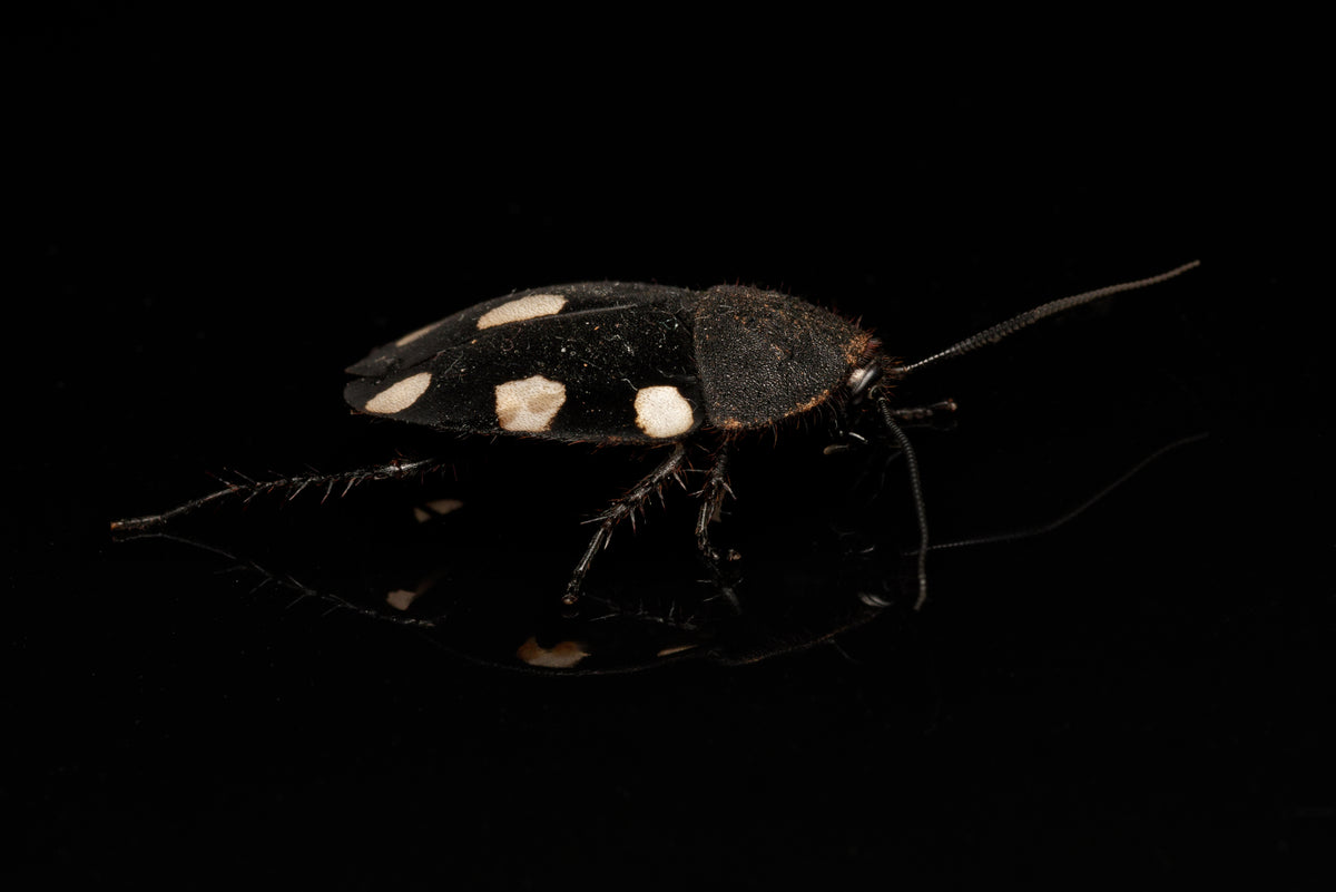 Voksen Dominokakerlak (Therea bernhardti) set fra siden
