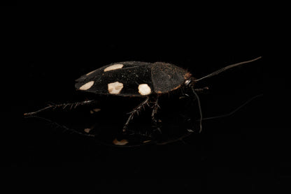 Voksen Dominokakerlak (Therea bernhardti) set fra siden