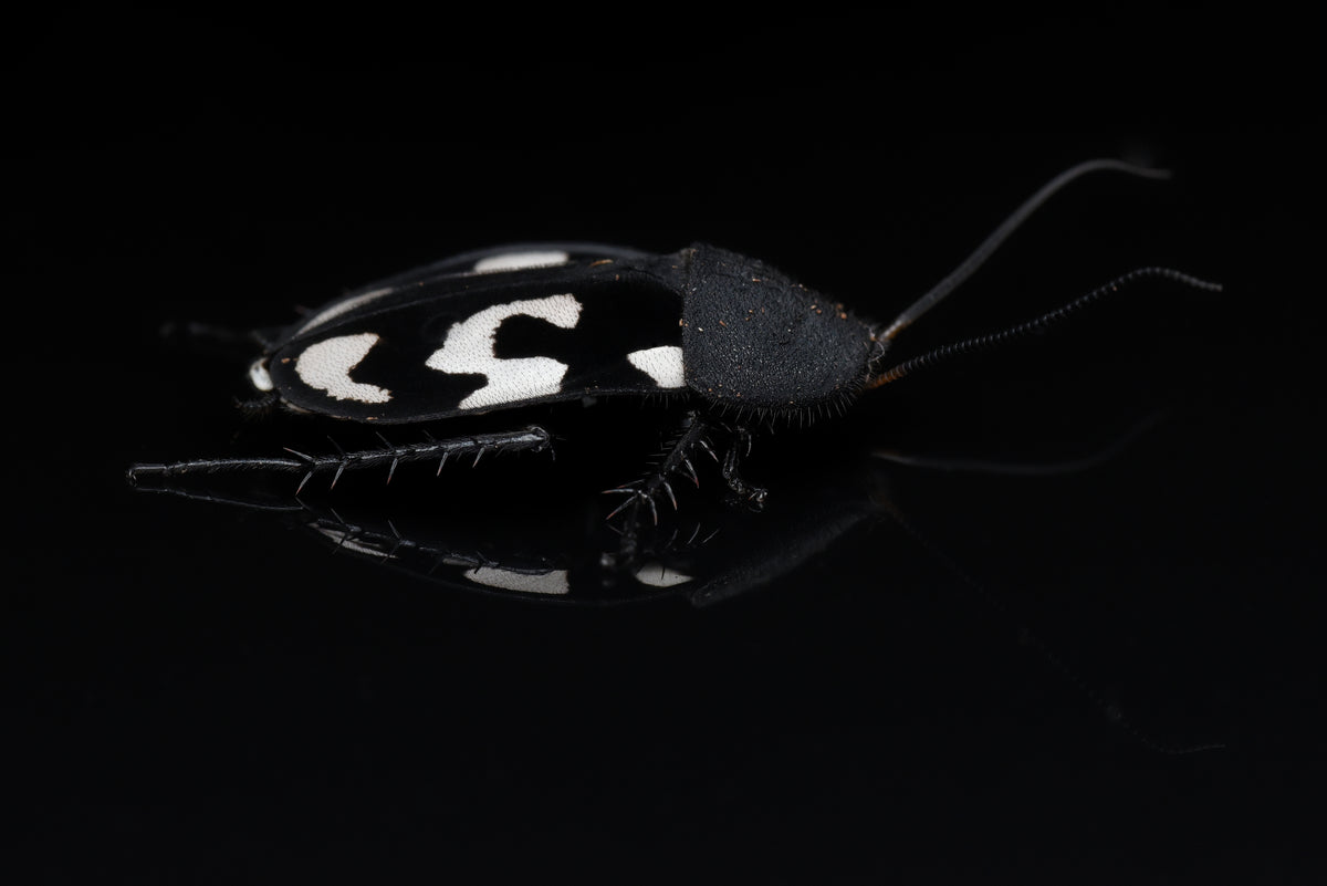 Voksen individ af Spørgsmålstegnskakerlak (Therea olegrandjeani)