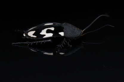 Voksen individ af Spørgsmålstegnskakerlak (Therea olegrandjeani)