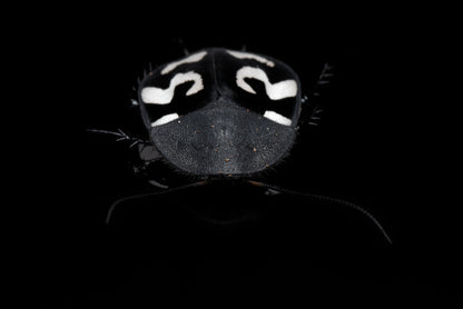 Spørgsmålstegnskakerlak (Therea olegrandjeani) set forfra