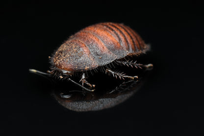 Nymfe af Spørgsmålstegnskakerlak (Therea olegrandjeani)