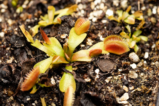 Den spændende variant Venus fluefanger (Dionaea muscipula "UK Sawtooth")