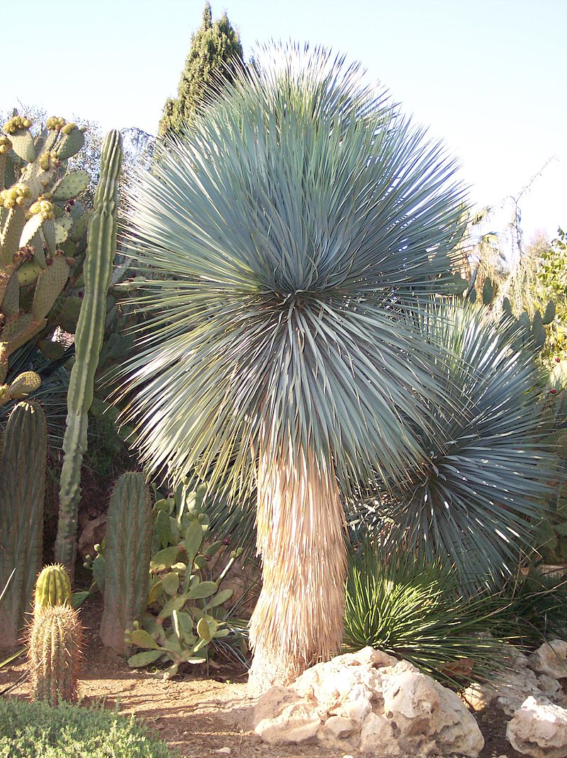 Stort flot eksemplar af Blå sølv-yucca (Yucca rostrata "Blue Silver")