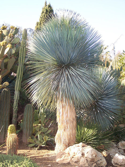 Stort flot eksemplar af Blå sølv-yucca (Yucca rostrata "Blue Silver")