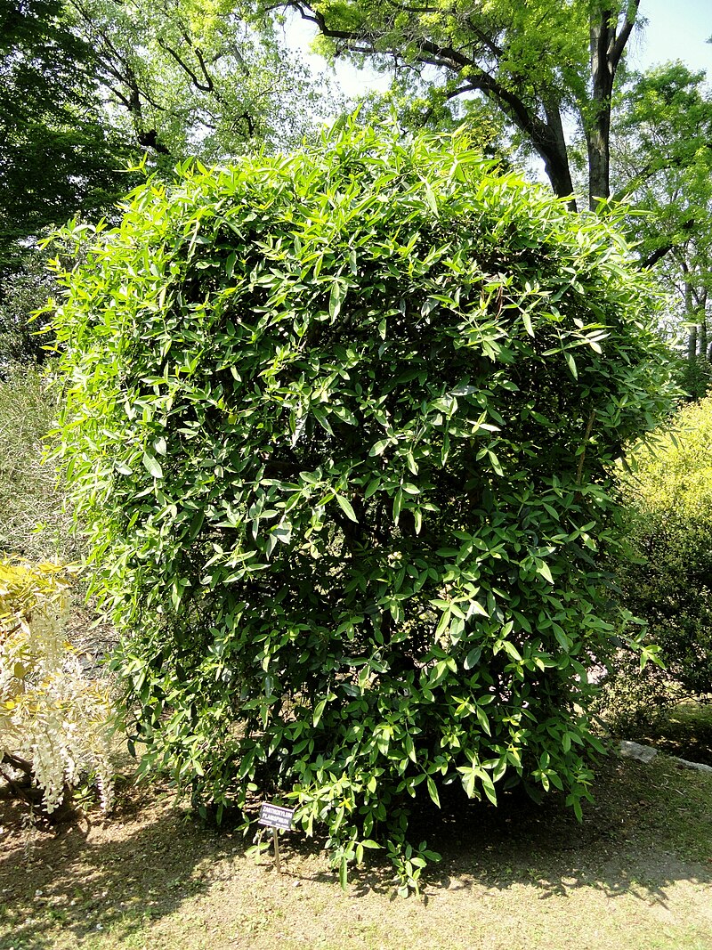 Flot eksemplar af Himalaya-pebertræ (Zanthoxylum armatum)