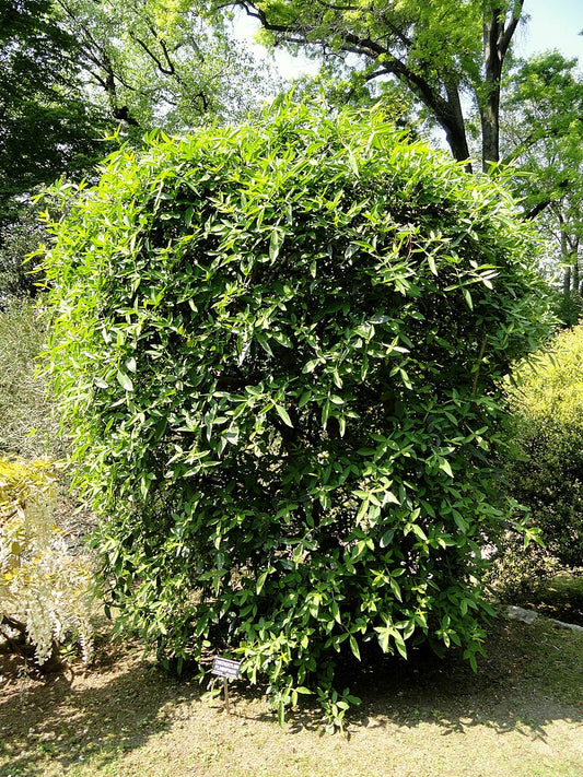 Flot eksemplar af Himalaya-pebertræ (Zanthoxylum armatum)