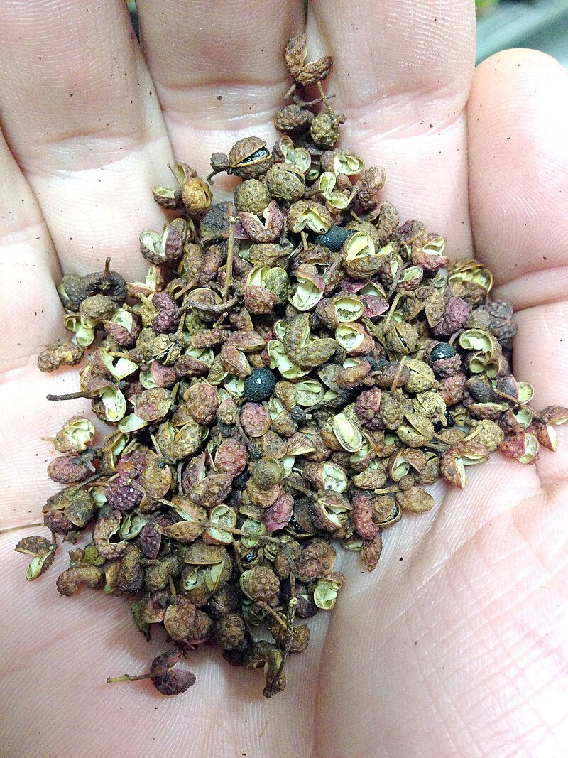 frøene eller krydderiet fra Himalaya-pebertræ (Zanthoxylum armatum)