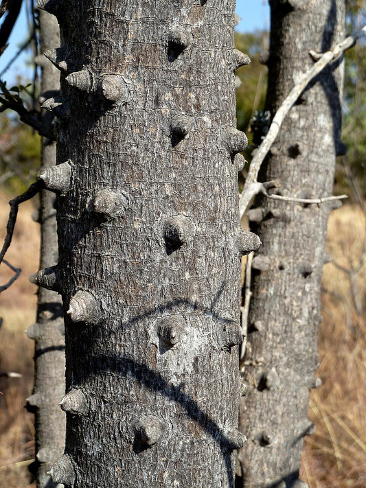 Den piggede stamme af Afrikansk pebertræ (Zanthoxylum capense)