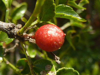 Afrikansk pebertræ (Zanthoxylum capense) bær