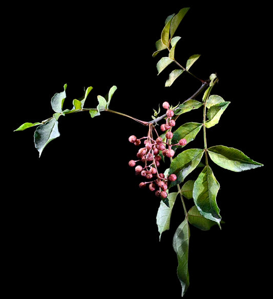 Flot Japansk pebertræ (Zanthoxylum piperitum) med røde frugter på en sort baggrund