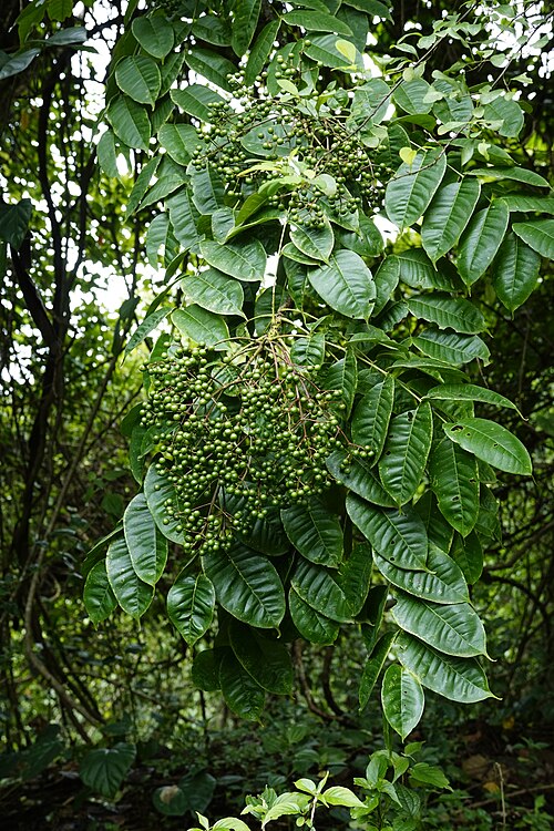 Flot busk af Indisk pebertræ (Zanthoxylum rhetsa) med friske bær