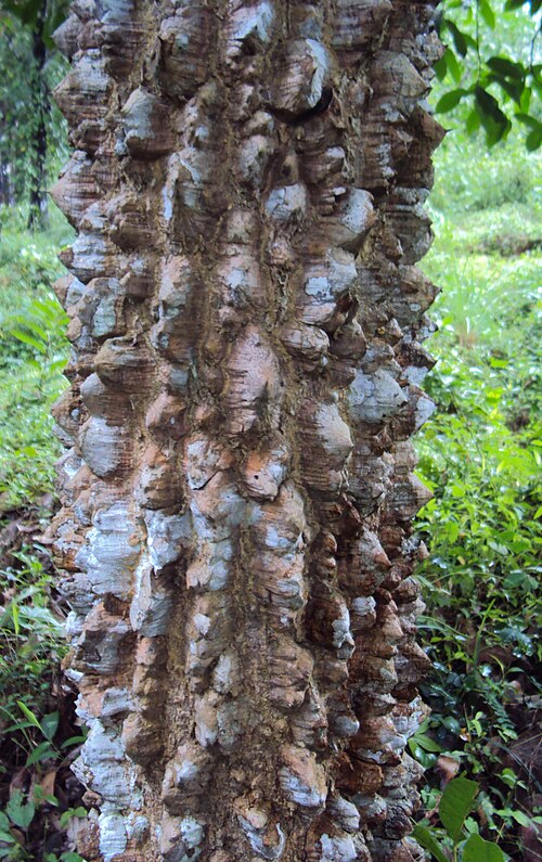 Den karakteristiske knudrede bark hos Indisk pebertræ (Zanthoxylum rhetsa)