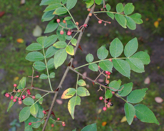 Sichuan peber (Zanthoxylum simulans) med sorte og røde bær