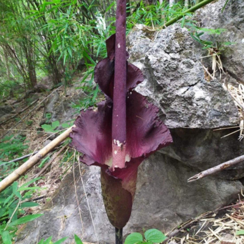 Maxwells amorphophallus (Amorphophallus maxwellii) | växt