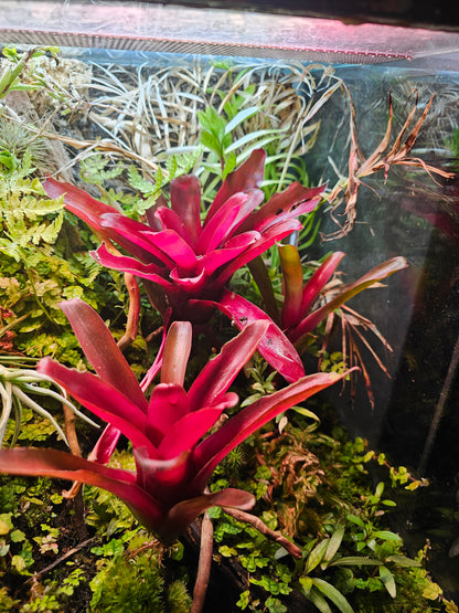 Bromelia (Bromelia sp.) i et terrarium