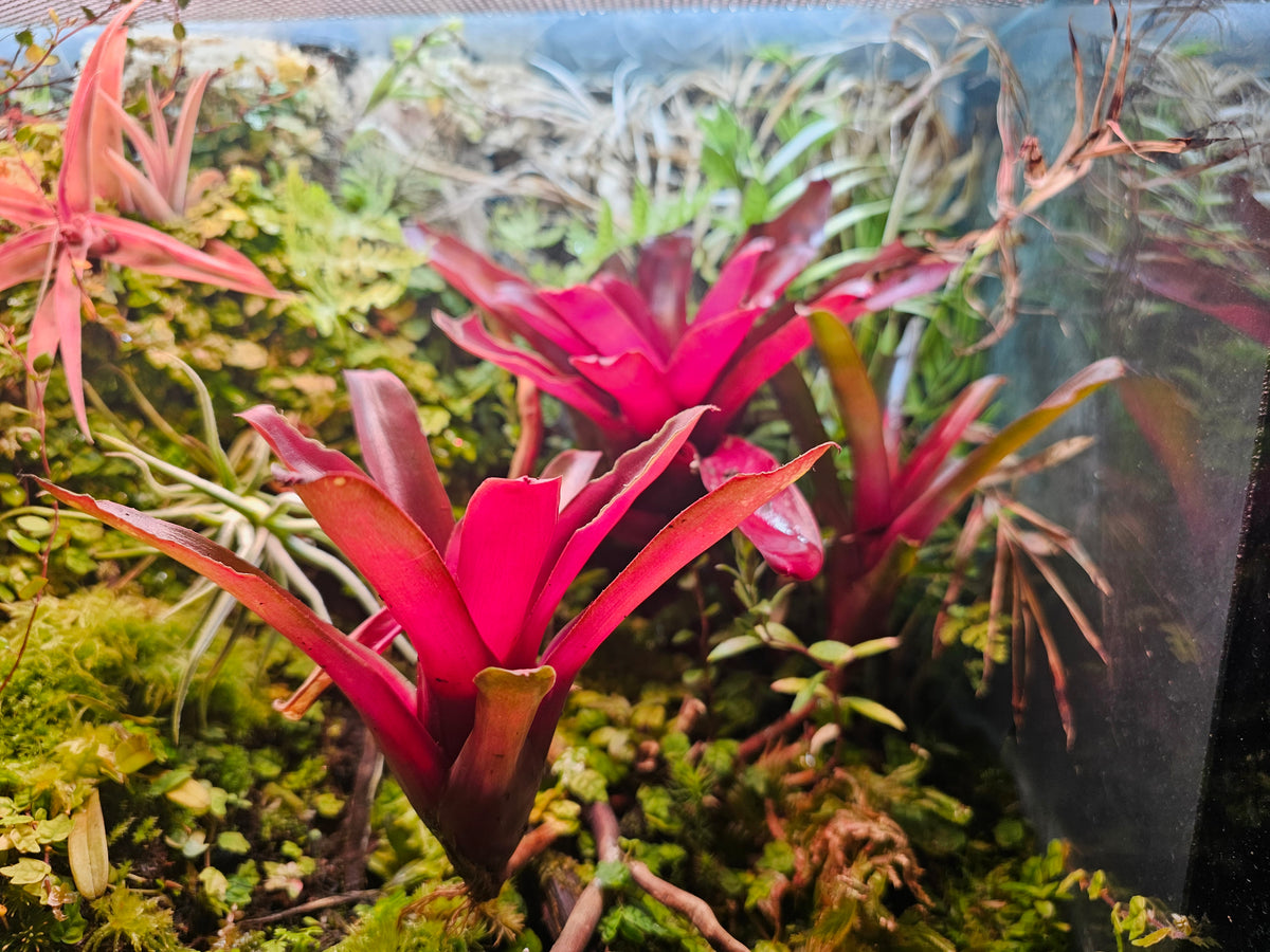 Flotte røde bromelia i et terrarium