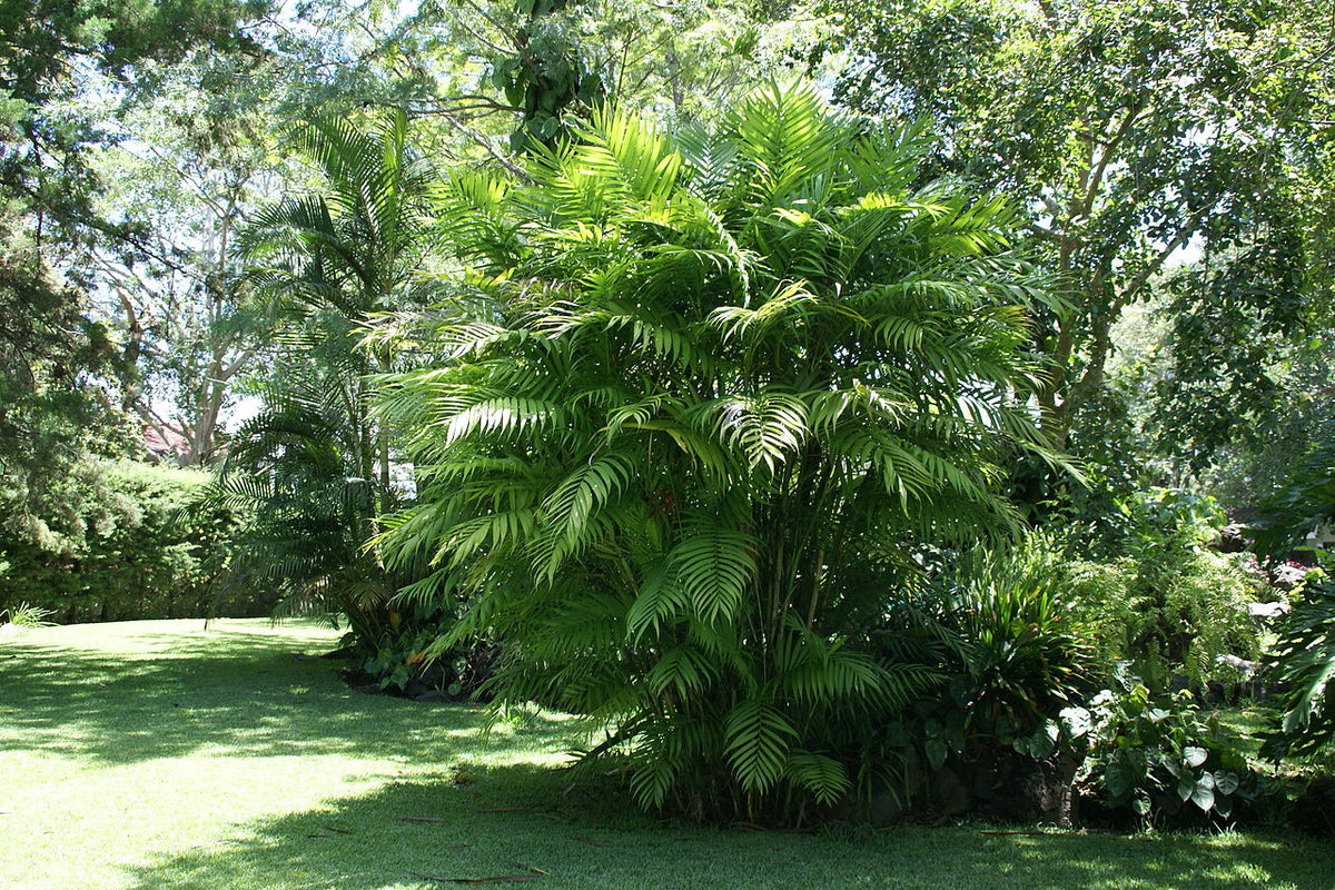 Flot Bjergpalme (Chamaedorea tepejilote)