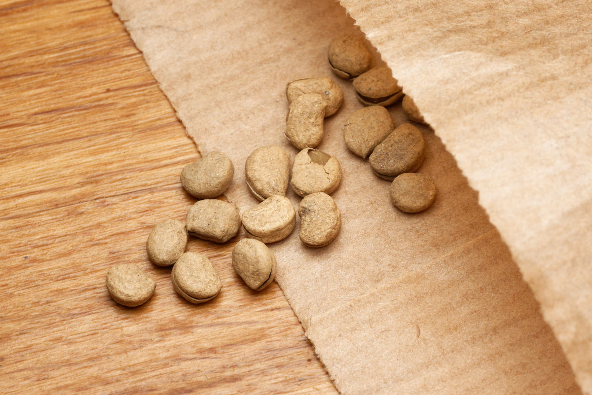 Frø fra Ginseng (Panax ginseng)